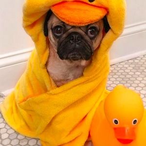 Meet your Posher, Leila